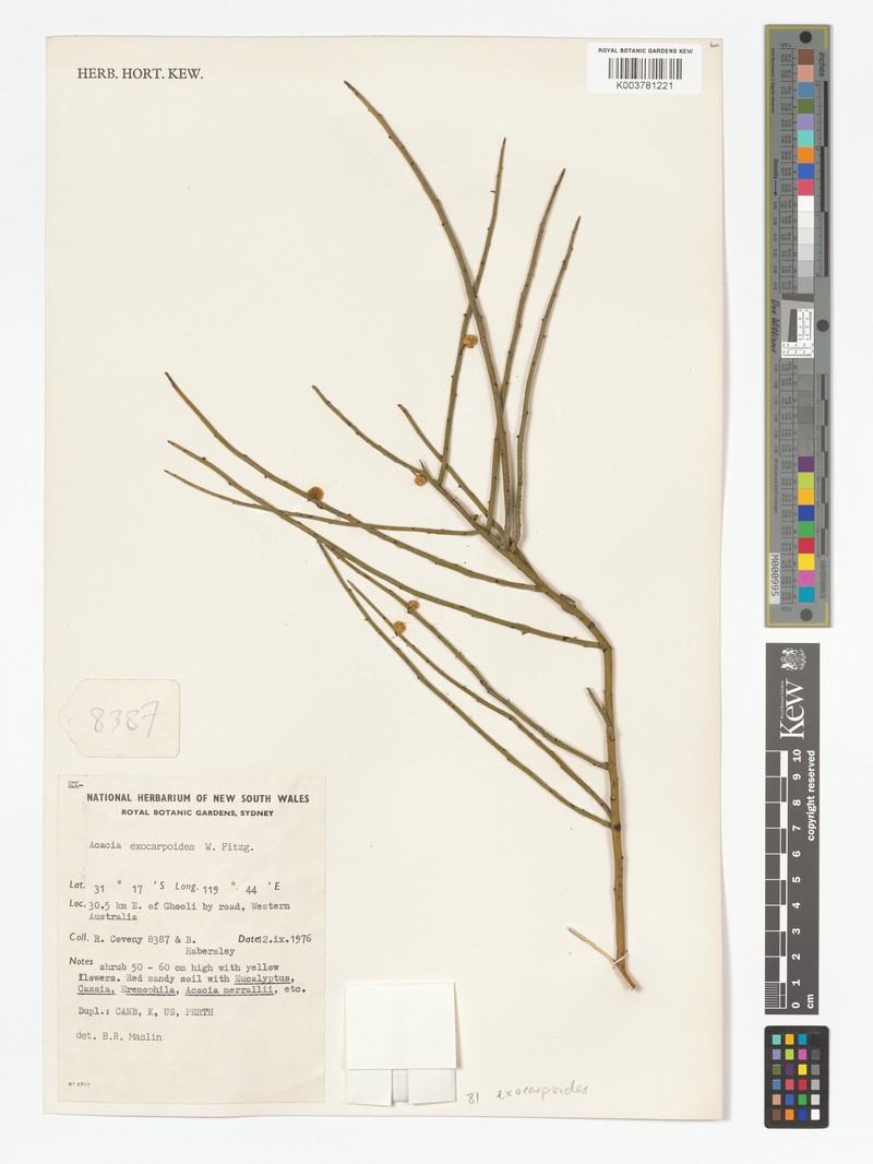 Acacia exocarpoides photo 5