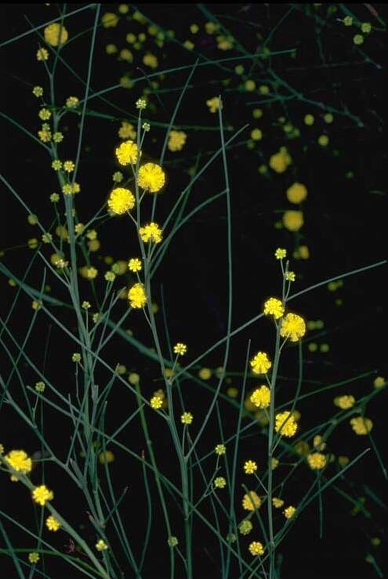Acacia etensa photo 2