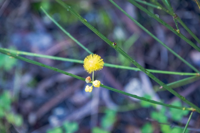 Acacia etensa photo 3