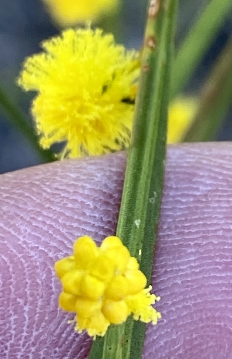 Acacia etensa photo 4