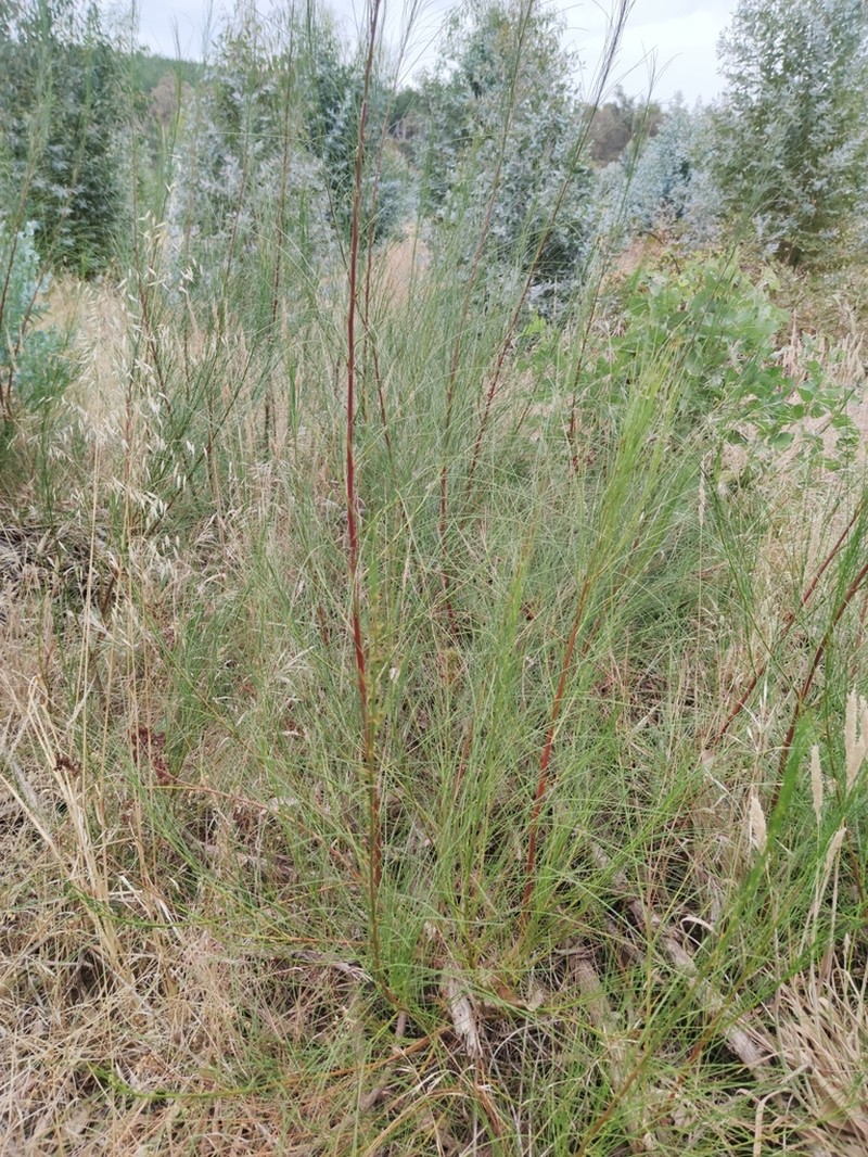 Acacia etensa photo 5