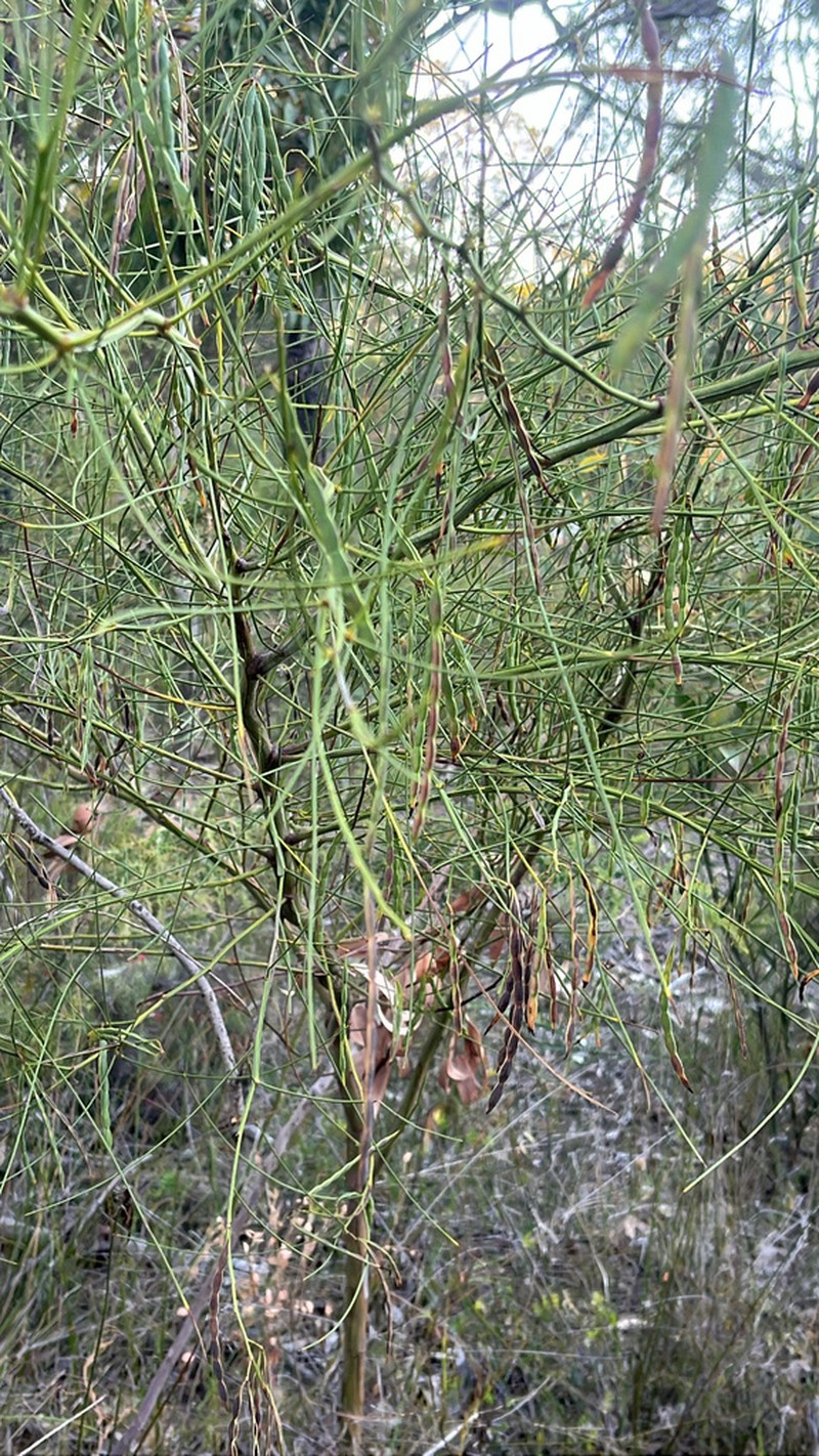 Acacia etensa photo 6