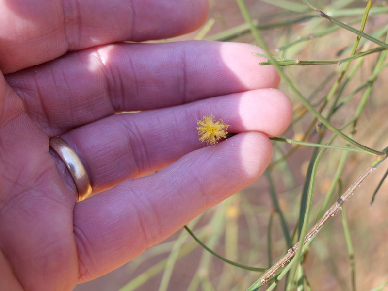 Acacia etensa photo 7