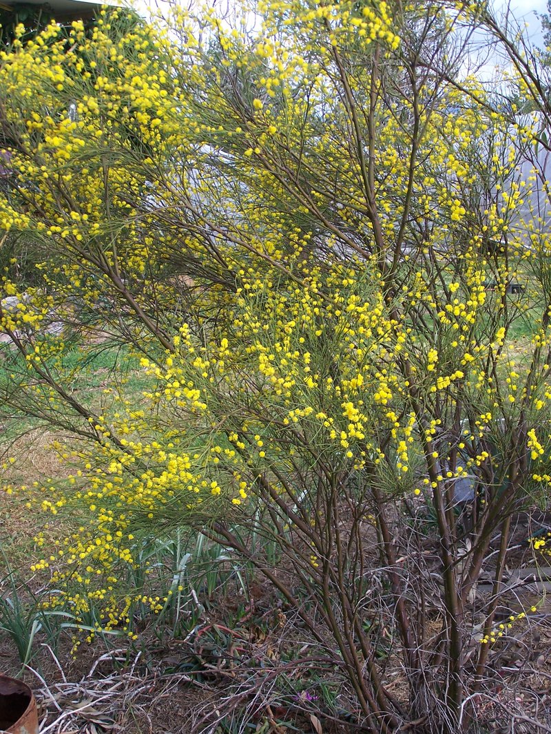 Acacia etensa