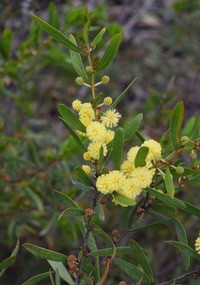 Acacia exudans