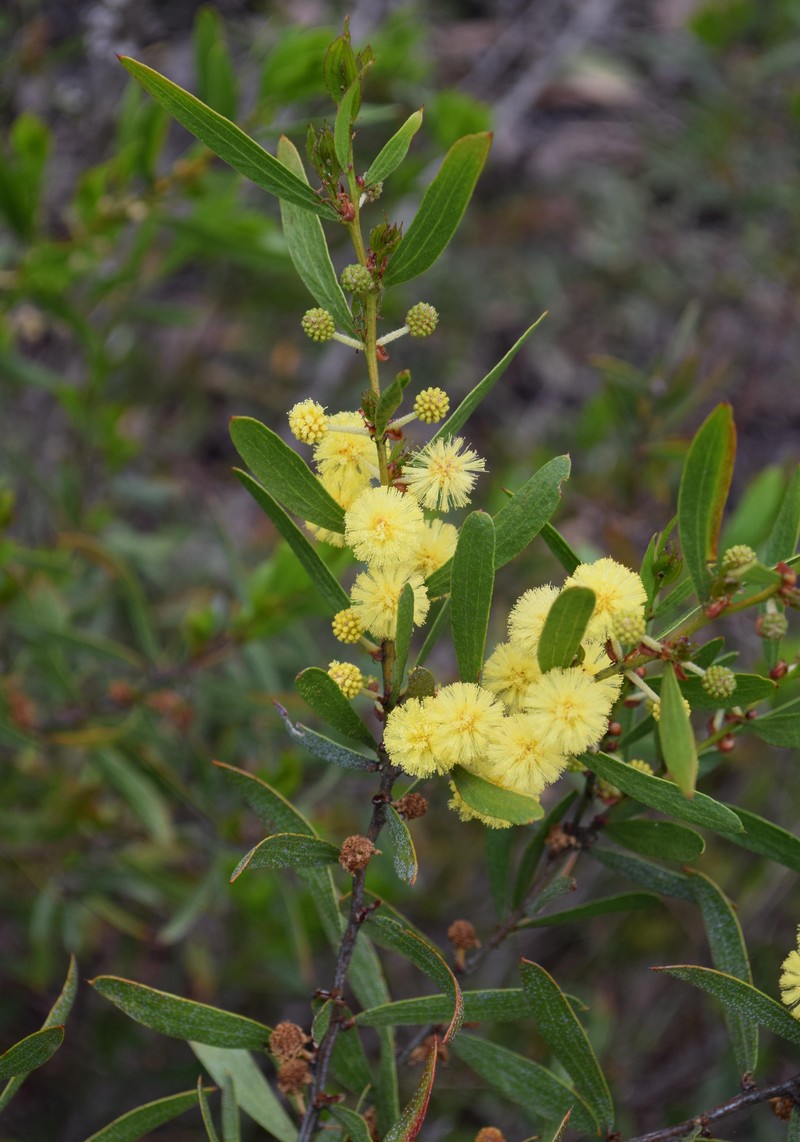 Acacia exudans