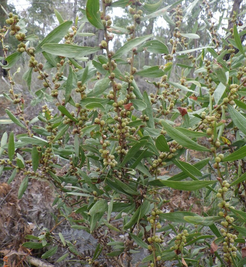 Acacia exudans photo 2