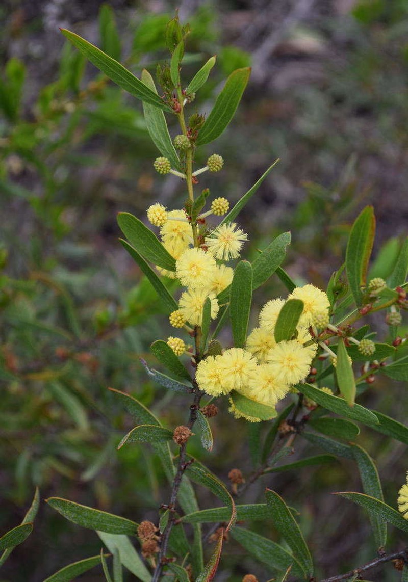 Acacia exudans photo 3