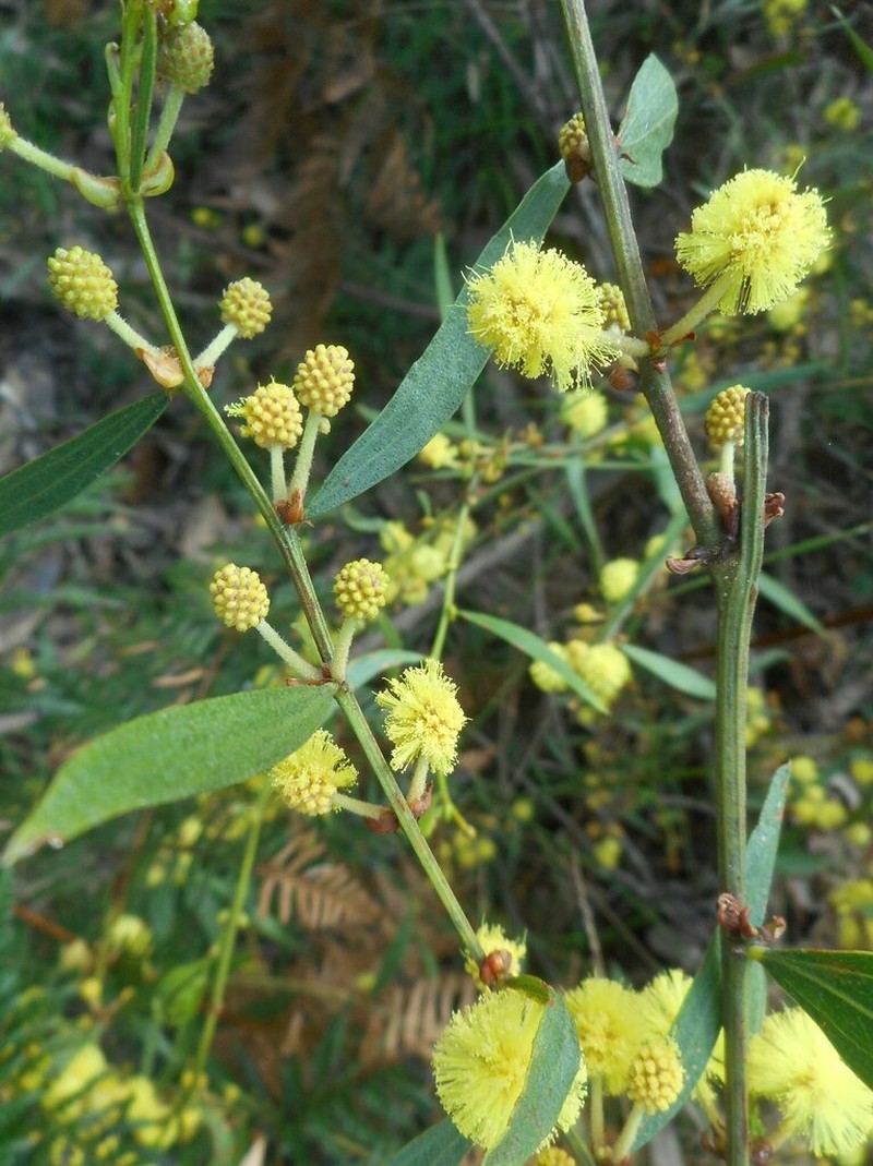 Acacia exudans photo 4
