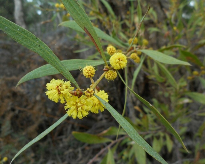 Acacia exudans photo 5