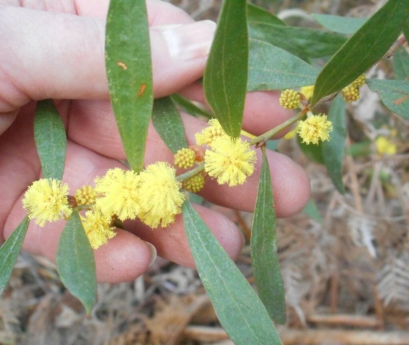 Acacia exudans photo 6