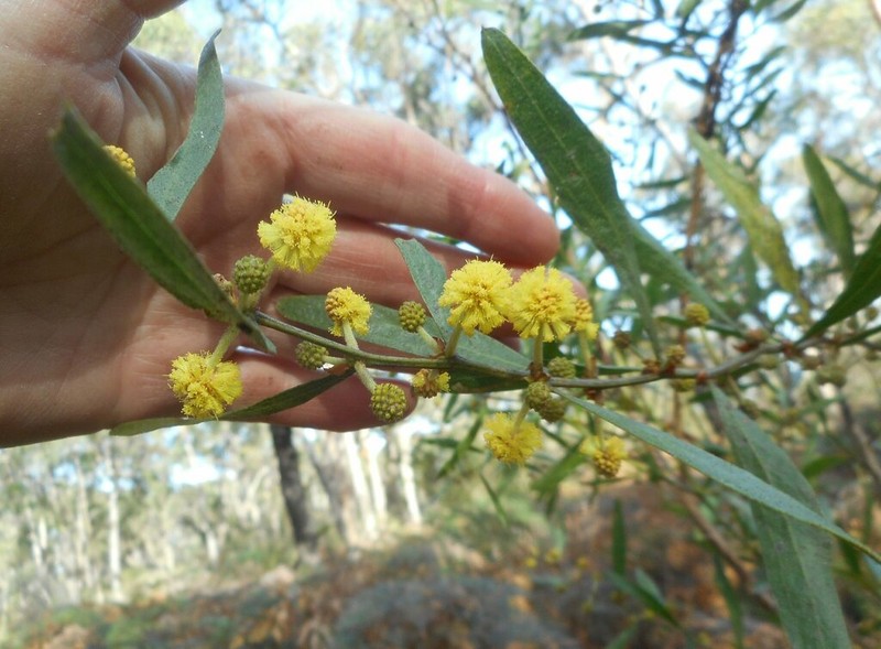Acacia exudans photo 7