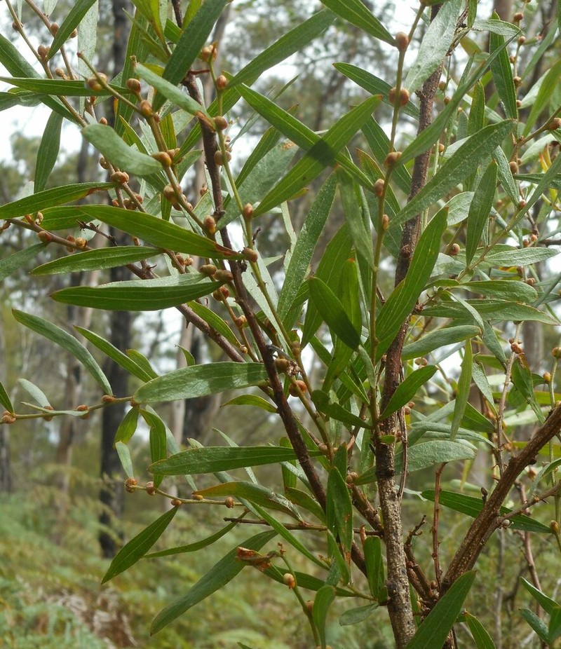Acacia exudans photo 8
