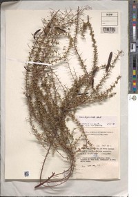 Acacia fagonioides