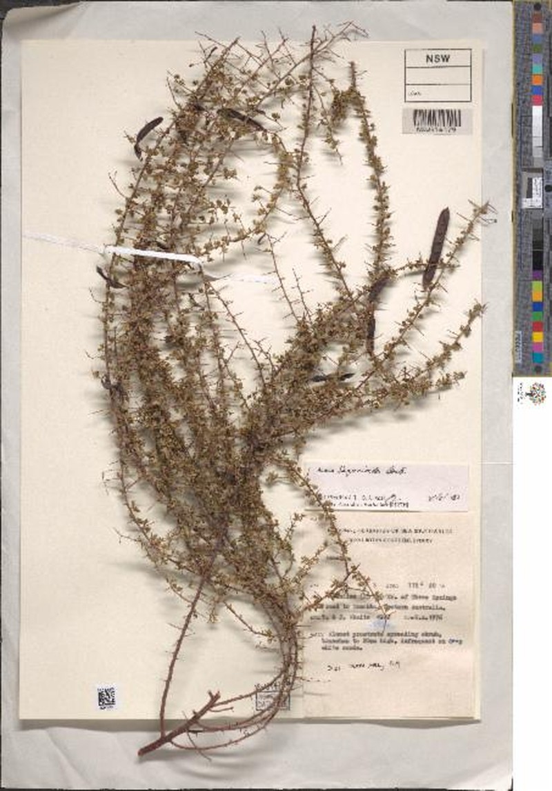 Acacia fagonioides