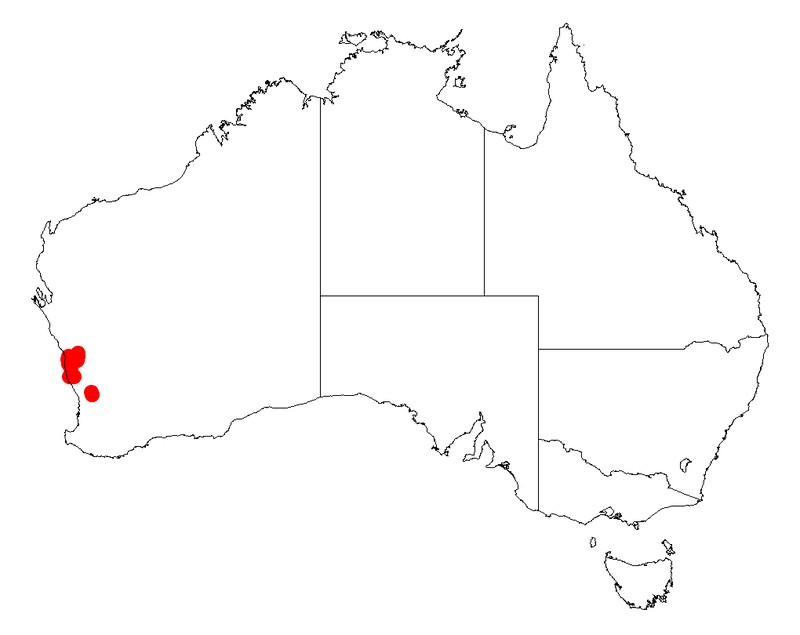 Acacia fagonioides