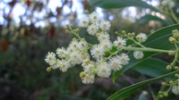 Acacia falcata