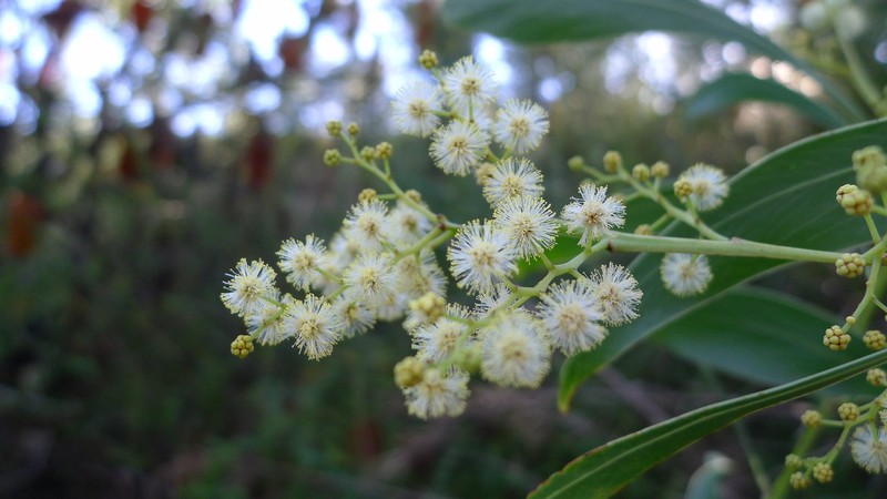 Acacia falcata