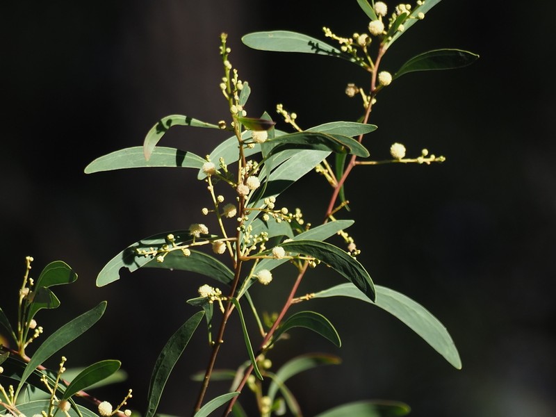 Acacia falcata photo 2