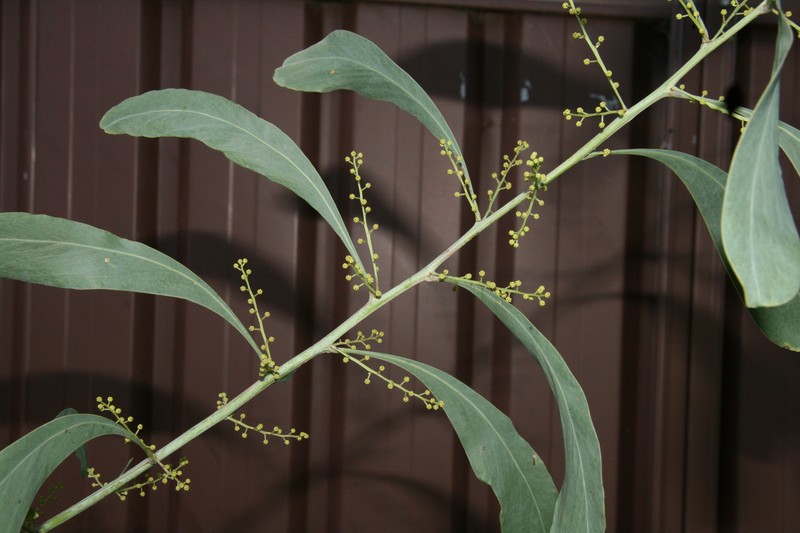 Acacia falcata photo 3