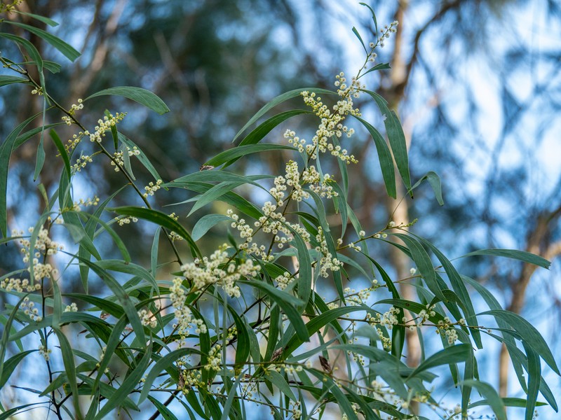 Acacia falcata photo 4