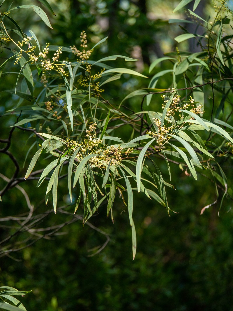 Acacia falcata photo 5