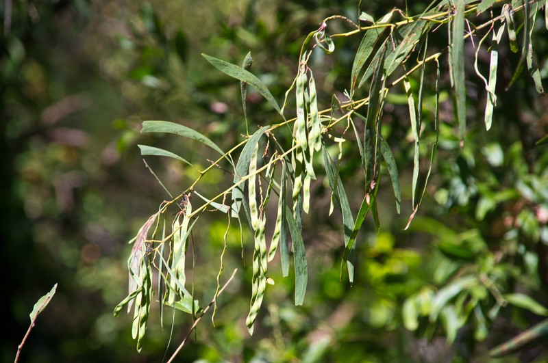 Acacia falcata photo 6