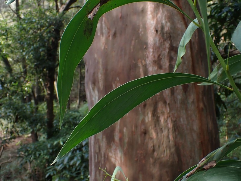 Acacia falcata photo 8