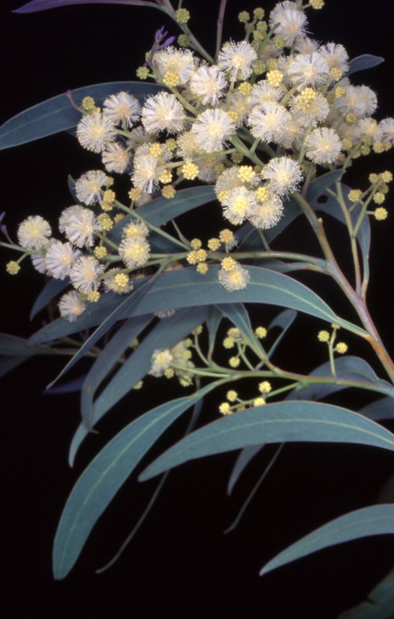 Acacia falciformis