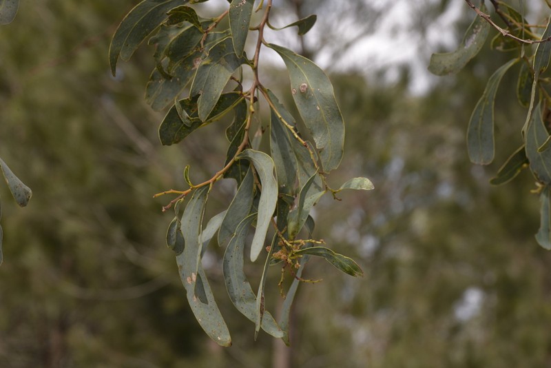 Acacia falciformis photo 2