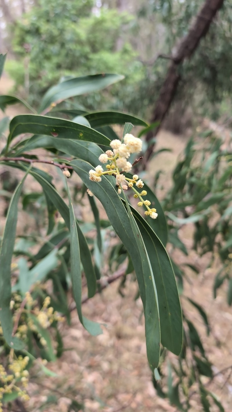 Acacia falciformis photo 3