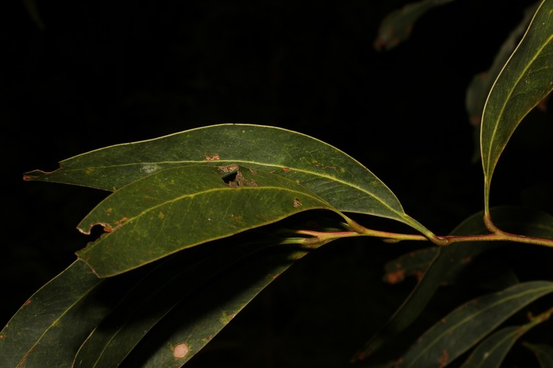 Acacia falciformis photo 4