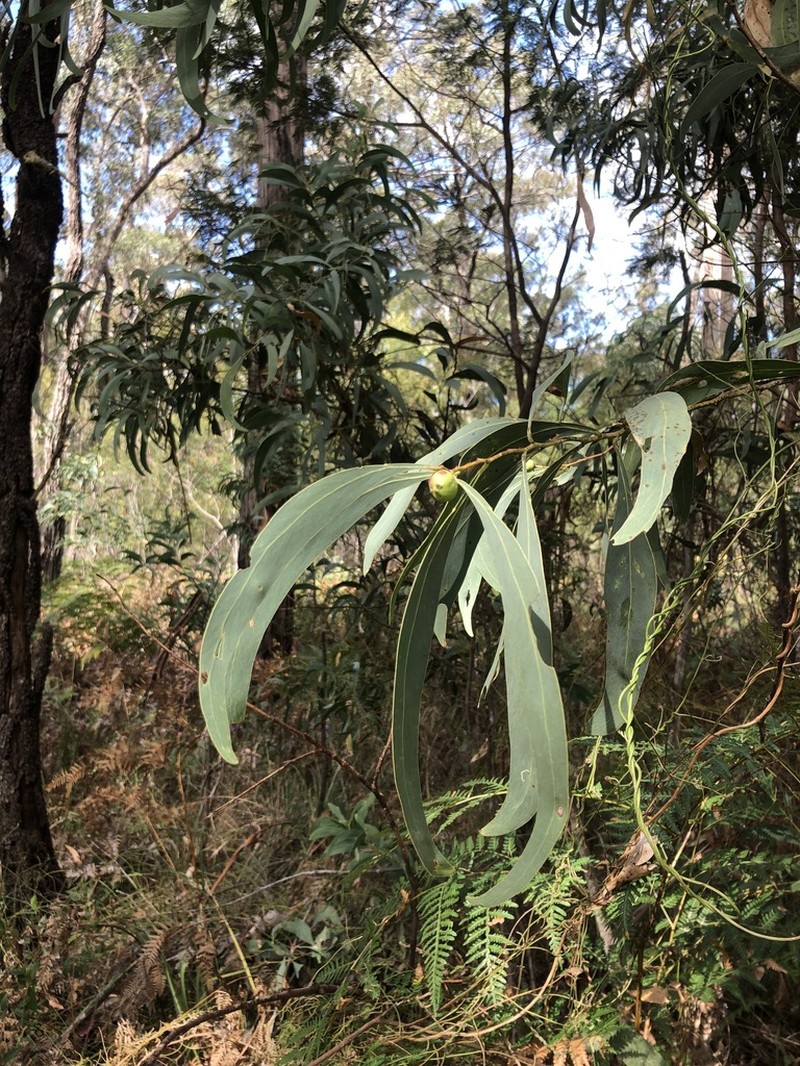 Acacia falciformis photo 5