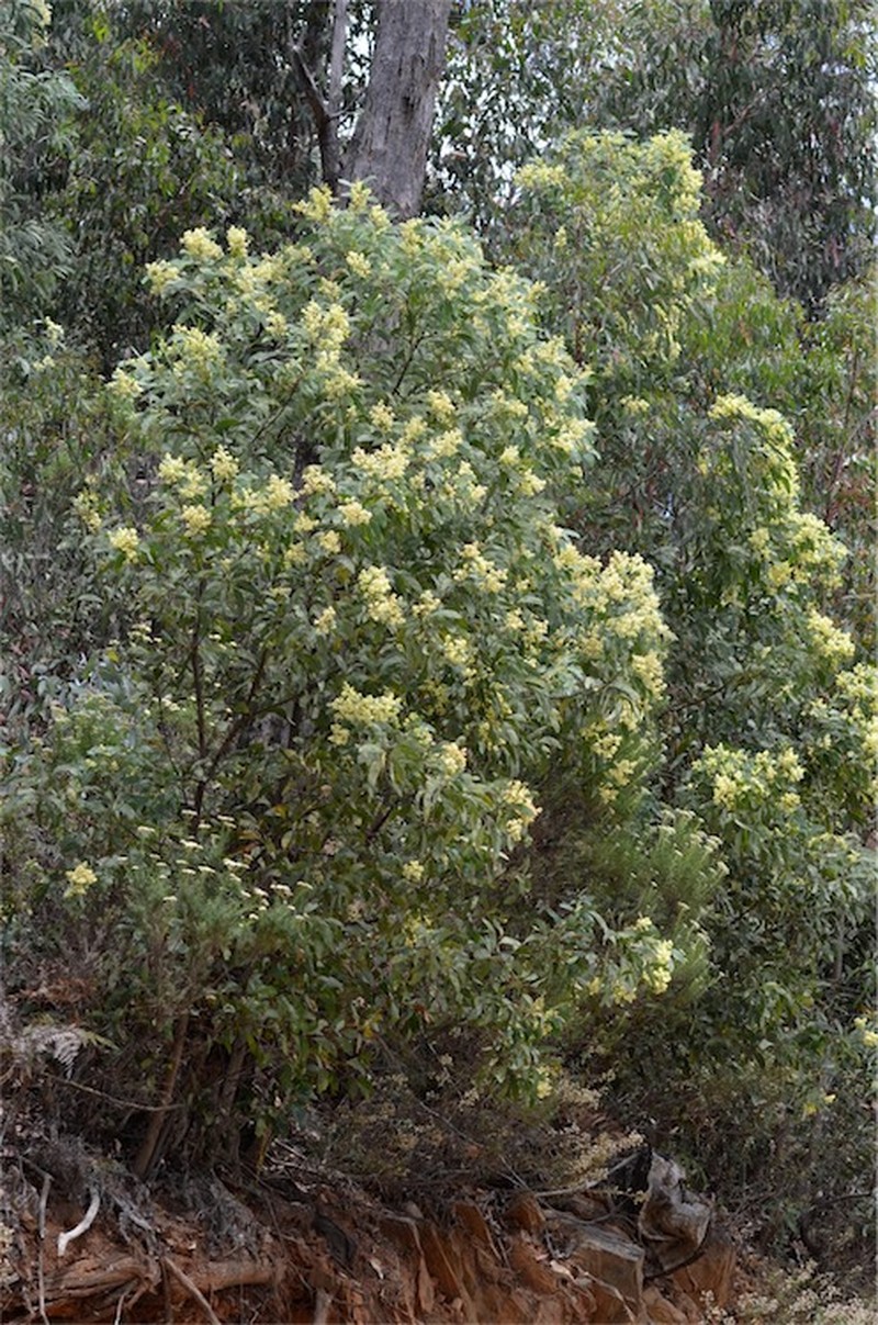 Acacia falciformis photo 6