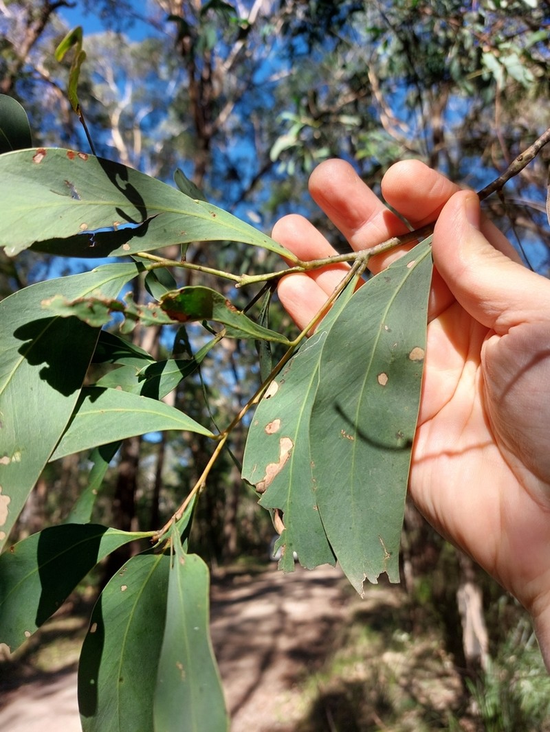 Acacia falciformis photo 7