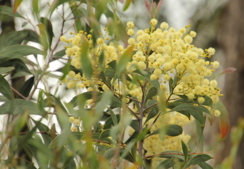 Acacia falciformis photo 8
