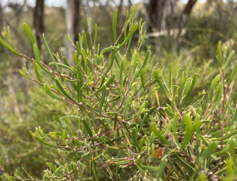 Acacia farinosa photo 2