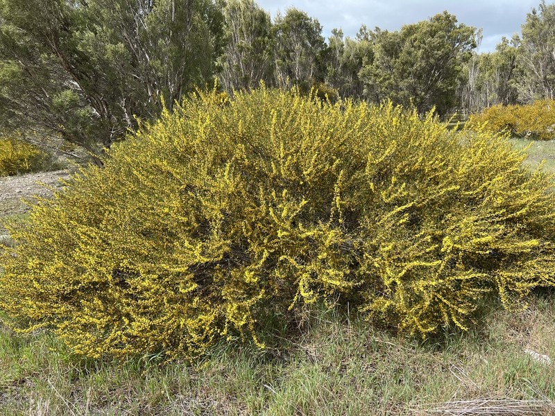 Acacia farinosa photo 3
