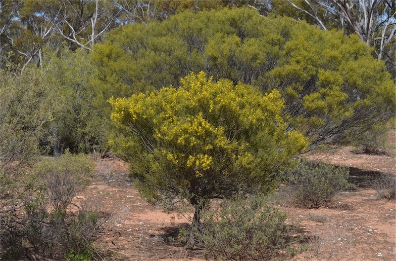 Acacia farinosa photo 4