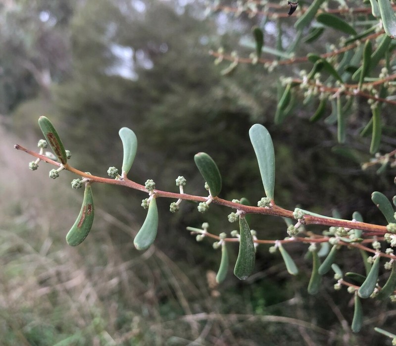 Acacia farinosa photo 5