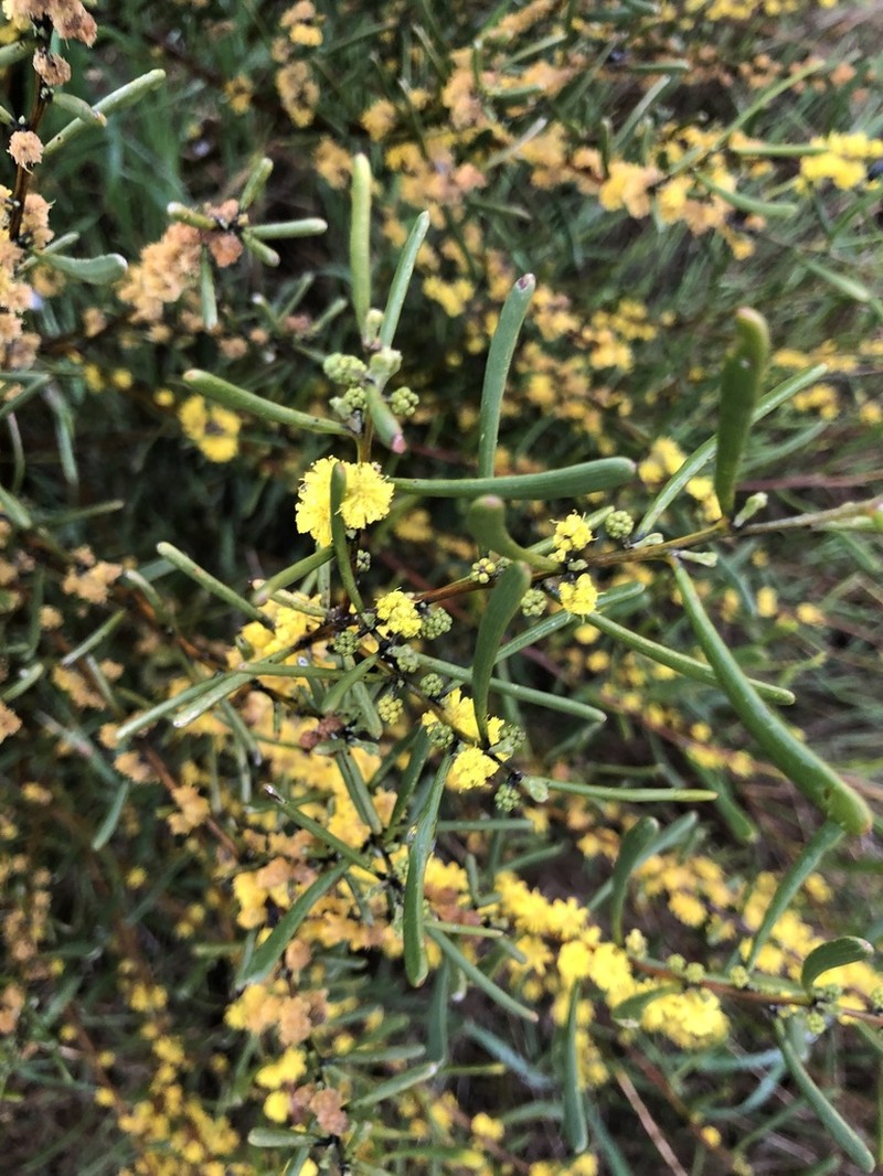 Acacia farinosa photo 6