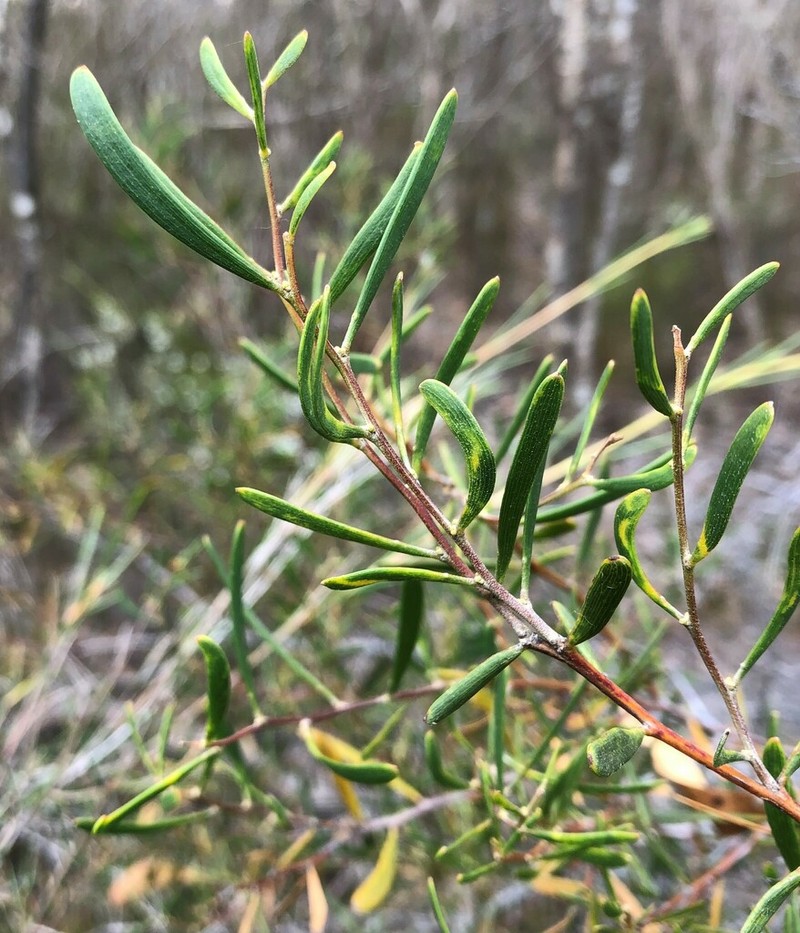Acacia farinosa photo 7