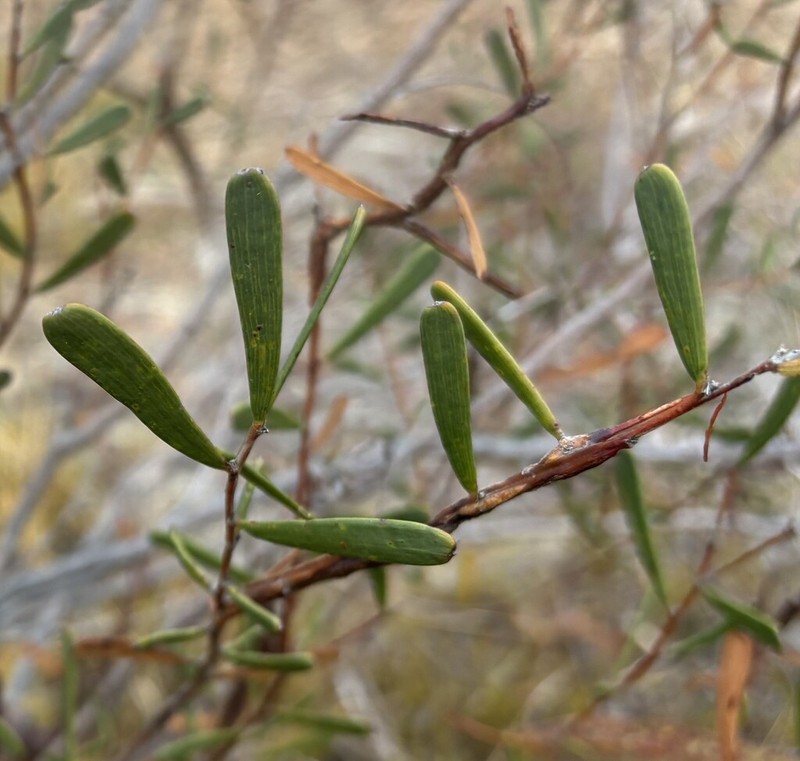 Acacia farinosa photo 8