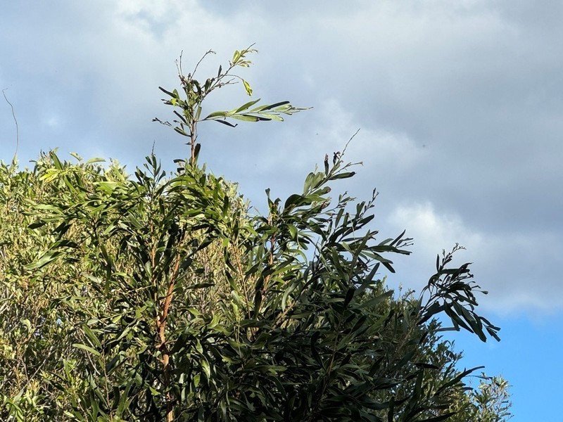 Acacia fasciculifera photo 2