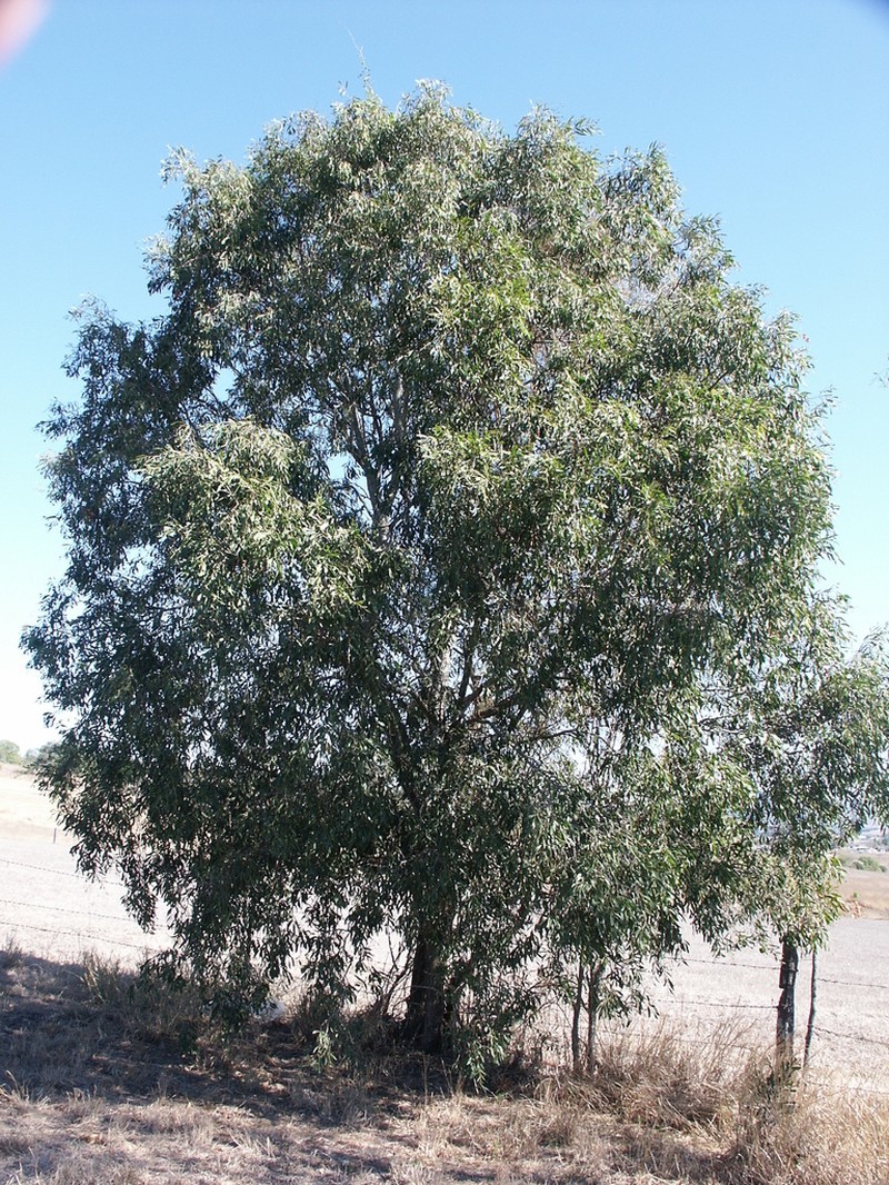 Acacia fasciculifera photo 3