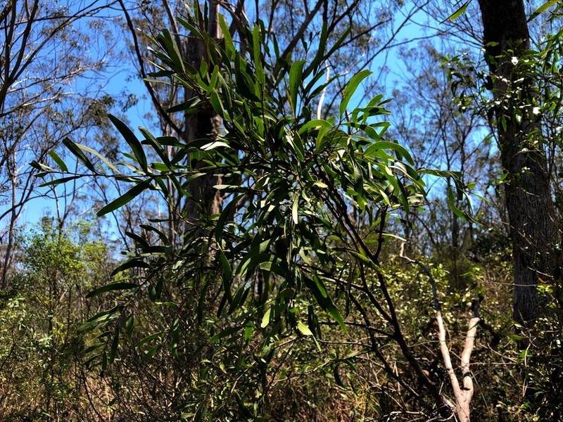 Acacia fasciculifera photo 4