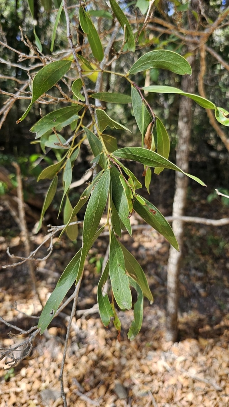 Acacia fasciculifera photo 5