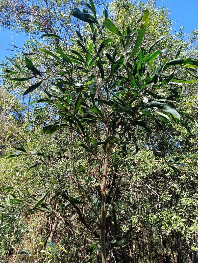 Acacia fasciculifera photo 6