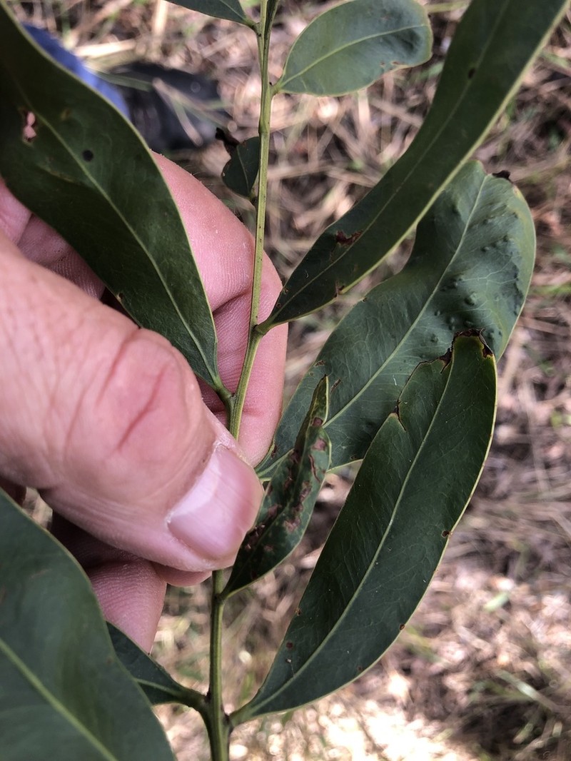 Acacia fasciculifera photo 8