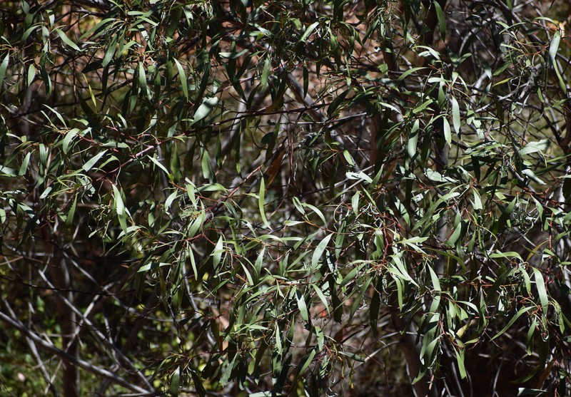Acacia faucium photo 2